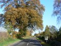 18th November 2006 - Autumn in Warwickshire - Autumn Tree Opposite Dial House Farm on Road B4115