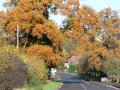 18th November 2006 - Autumn in Warwickshire - Autumn Tree Opposite Chesford Grange on Road B4115