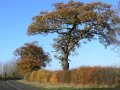 18th November 2006 - Autumn in Warwickshire - Autumn Hedgerow on Welsh Road by Ford Farm