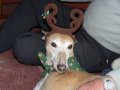 25th December 2006 - Family Christmas Day - William with Reindeer Antlers