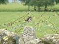 2nd July 2004 - BT Group - House Martin by Coniston Water