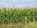 20th August - SWCP -Corn on the Cob, New Swanage