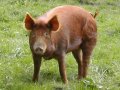 23th April 2003 - West Midlands Way - Long Haired Pig, at Preston Bagot