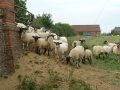 29th July 2004 - Grand Union Canal - Sheep at Chester's Bridge 25