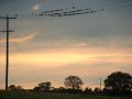 6th August 2004 - Grand Union Canal - Birds near Welford Lodge Farm