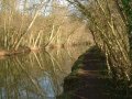 13th January 2005 - Walk 610 - Grand Union Canal - Tree Trunks Reflecting in Canal near Bridge 55