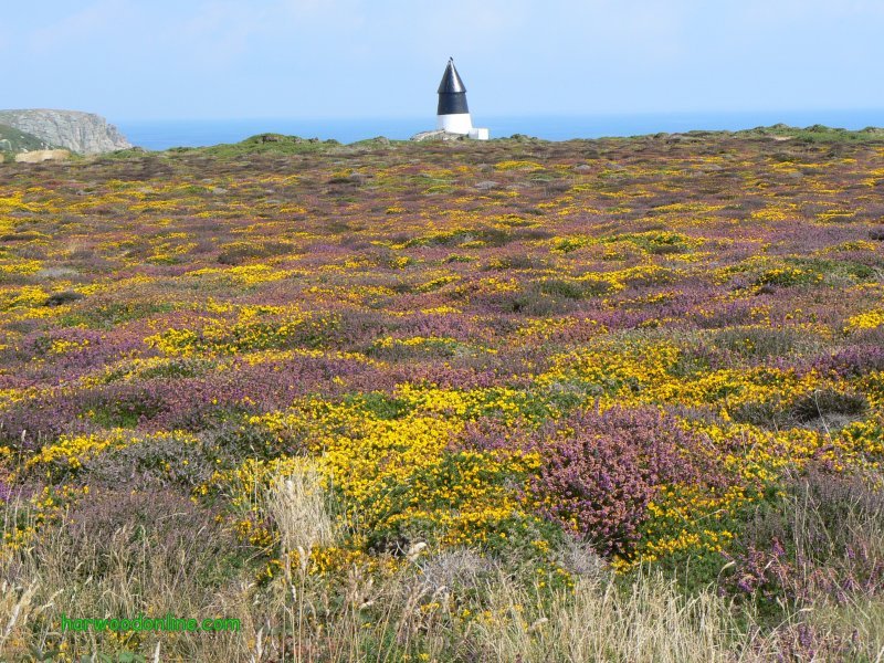 8th August 2006 - Walk 674 - South West Coastal Path - Colourful Carpet of Flora on Gwennap Head (Click Here to Return to Walking Photos - 680)