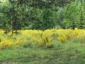 23rd May 2007 - Heart of England Way - Field of Gorse near Wandon Spurs Plantation