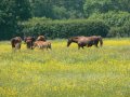 5th June 2007 - Heart of England Way - Horses in Field of Buttercups after Cresswell Green Village