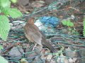 5th June 2007 - Heart of England Way - Juvenile Blackbird by Lichfield Golf Course