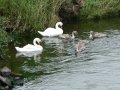 27th August 2007 - Heart of England Way - Kingsbury Water Park River Tame Swans