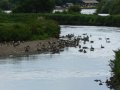 27th August 2007 - Heart of England Way - Kingsbury Water Park River Tame Canada Geese