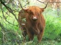 27th August 2007 - Heart of England Way - Highland Cattle near Nether Whitacre Village