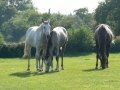 11th September 2007 - Heart of England Way - Horses by Ivy House Farm