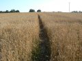 5th October 2007 - Heart of England Way - Unharvested Field by Oldwich Lane East near Oldwich Lane Village