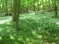 13th May 2008 - Heart of England Way - Flowers in Little Brown's Wood & Bannam's Wood