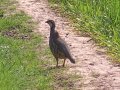 13th May 2008 - Heart of England Way - Pheasant by Canada Barn on Coughton Fields Lane