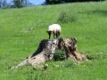 10th June 2008 - Heart of England Way - Sheep by Oversley Castle Lane