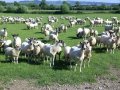 No 55 - 10th June 2008 - Heart of England Way - Sheep by Lane to Fox Covert Farm