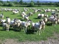 10th June 2008 - Heart of England Way - Sheep by Lane to Fox Covert Farm