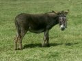 21st July 2008 - Heart of England Way - Donkey with Fly Fringe by Long Marston
