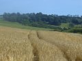 21st July 2008 - Heart of England Way - Corn Fields & Mickleton Wood from Meon Hill