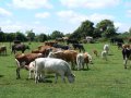 13th June 2009 - Thames Path 1 - Cattle near Thames Head