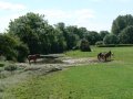 13th June 2009 - Thames Path 1 - Horses in Field near Home Farm, Ewen Village