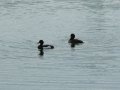 13th June 2009 - Thames Path 1 - Tufted Ducks in Pool at Neigh Bridge Country Park
