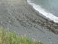 22th July 2009 - Gulls on Dean Quarry Beach 