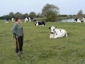 18th October 2009 - Thames Path 5 - Sally with Cows near Old Man's Bridge