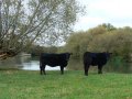 29th October 2009 - Thames Path 6 - Cattle before Bablock Hythe