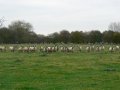 29th October 2009 - Thames Path 6 - Sheep by Pimm Farm, West End, Stanton Harcourt