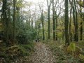 17 November 02 - Offa's Dyke Path - Highbury Plain Woods