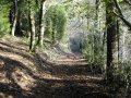 17 November 02 - Offa's Dyke Path - Hill Farm Woods
