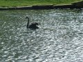 22nd February 2004 - Forest of Dean - Black Swan on Pond in Upper Redbrook Village