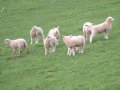 22nd February 2004 - Walk 575 - Forest of Dean - Lambs near Troy Orles