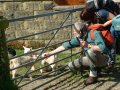 25th April 2004 - Walk 578 - Glyndwr's Highway - Garth Heilyn Farm Lambs