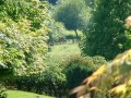 23rd May 2004 - Quantock Hills - Deer in Alfoxton Park