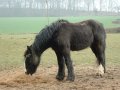 20th March 2005 - Walk 614 - Wenlock Edge - Horse at Upper Millichope Village