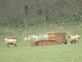 20th March 2005 - Wenlock Edge - Lambs on Bale near New House