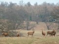 7th March 2005 - Woburn Park - Startled Deer, One of Seven Deer Species in the Park