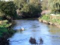 31st October 2006 - Warwickshire Ramble - River Sowe & Swans from Stoneleigh Village Footbridge