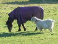 21st November 2006 - Warwickshire Ramble - Horse and Goat by Glebe Farm