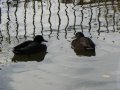 21st November 2006 - Warwickshire Ramble - Ducks on Grand Union Canal at Sydenham
