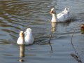 19th December 2006 - Warwickshire Ramble - Geese on Canal at Sydenham Leamington Spa