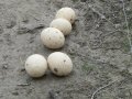 30th March 2007 - Chequers - Ostrich Eggs near 'North Bucks Way'