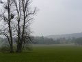 30th March 2007 - Chequers - Estate Tree & House  Through Mist