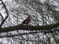 30th March 2007 - Chequers - Unknown Bird in Goodmerhill Wood