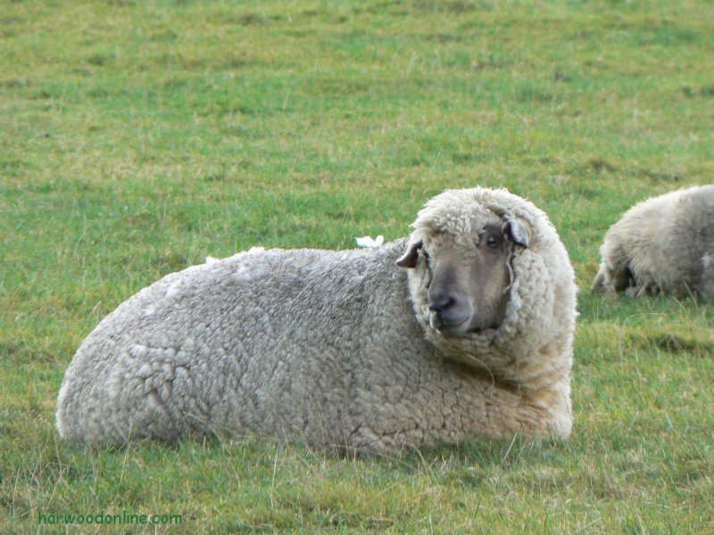 28th September 2007 - Warwickshire Ramble - Rare Breed Sheep near Bascot Heath Lane (Click Here to Return to Walk Description No. 704)